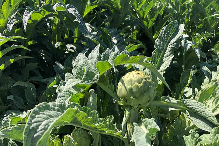 chalk hill garden artichokes 7