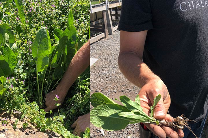 chalk hill garden horseradish 15