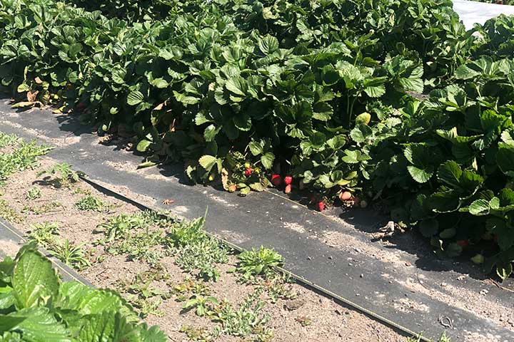 chalk hill strawberries