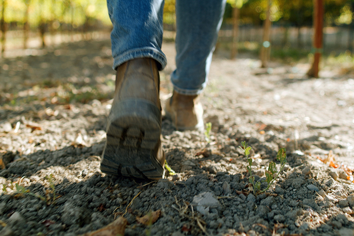 Chalk Hill Vineyard Hike