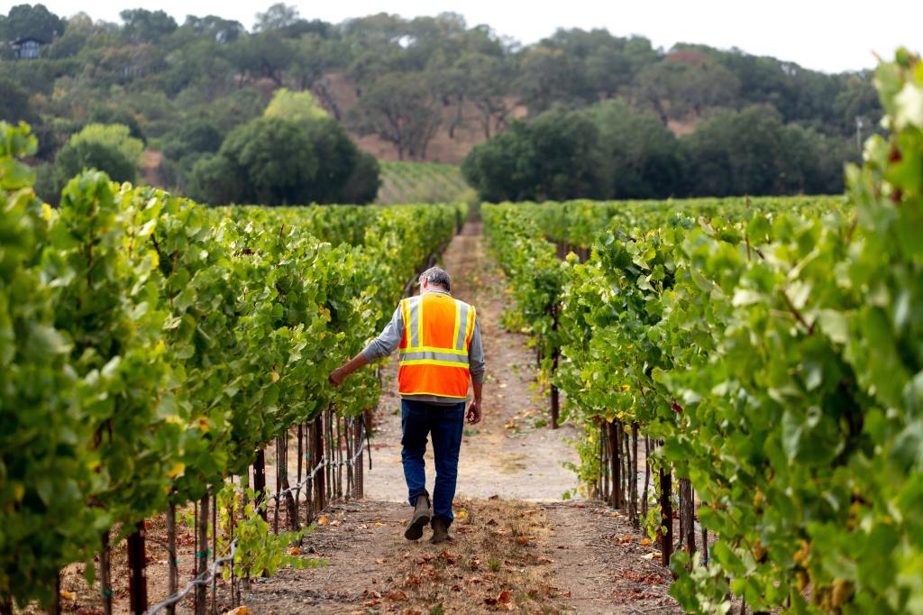 Michael Beaulac Founders Block Vineyard