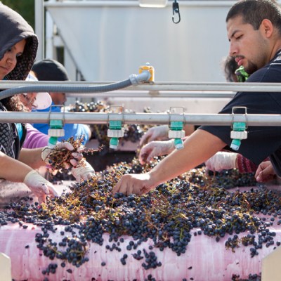 Sorting Table Red Grapes